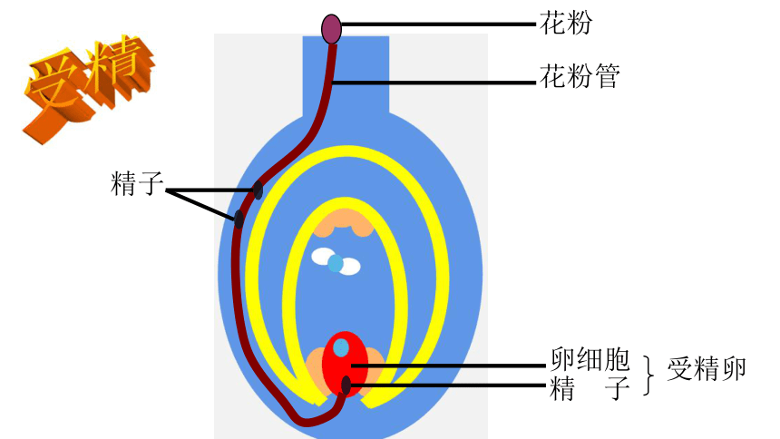 直生胚珠简图图片