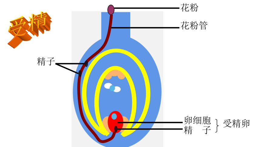 直生胚珠图片