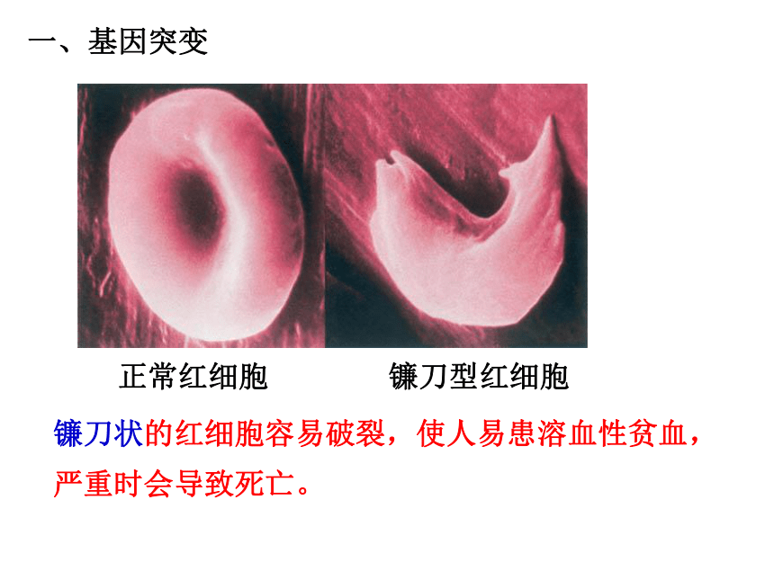 高中生物人教版必修二第五章第1节 基因突变和基因重组   课件(34张PPT)