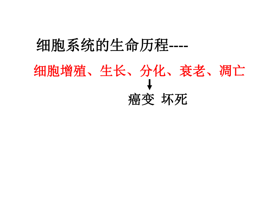 福建省晋江市季延中学人教版高中生物必修一课件：6.2细胞分化 (共32张PPT)