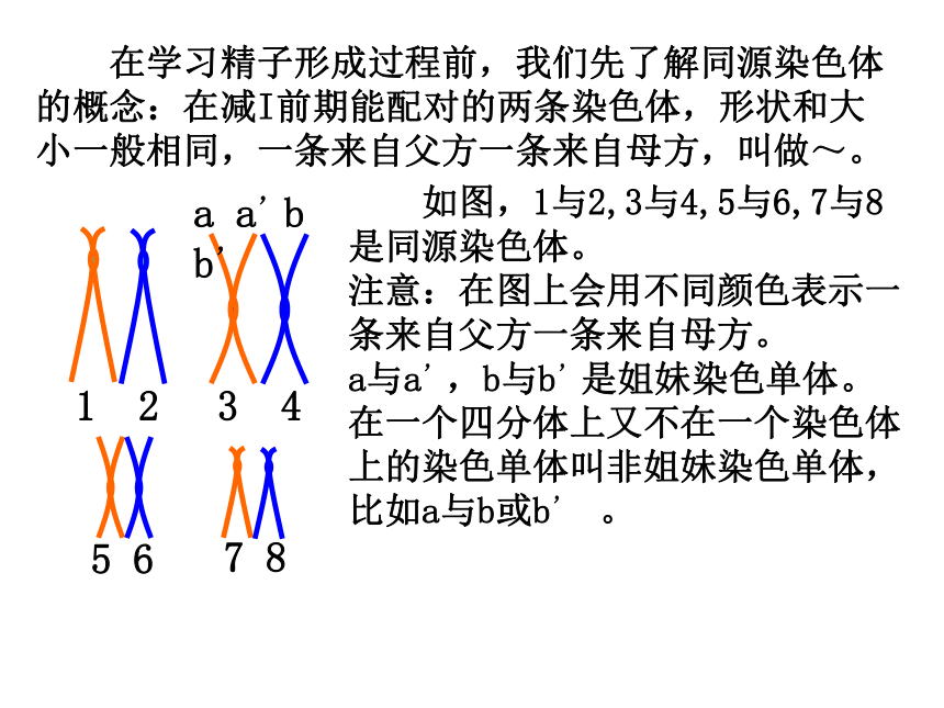 高中生物北师大版必修二第二章第1节染色体在减数分裂中的行为 课件（57张PPT）