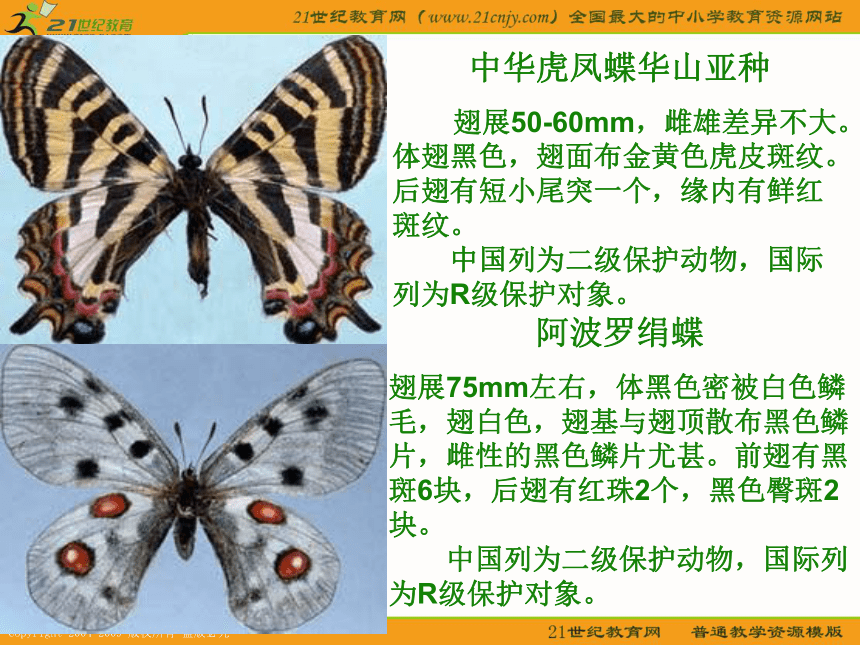 五年级语文下册课件 台湾蝴蝶甲天下 2（浙教版）