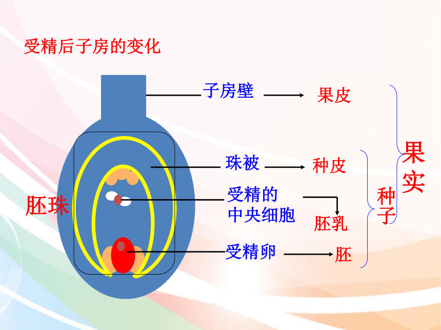 济南版生物八年级上册413果实和种子的形成课件24张ppt