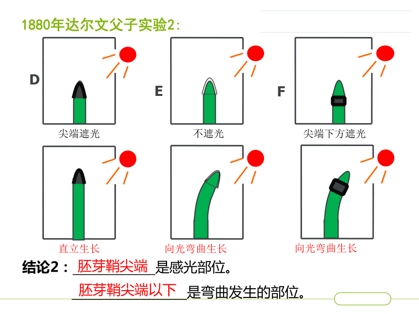 《植物生长素的探究史--植物生长发育的调节》优质课件 (共20张PPT)