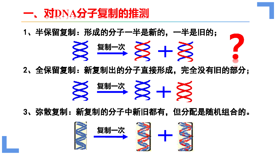 人教版（2019）必修2 3.3 DNA的复制 课件(共35张PPT)