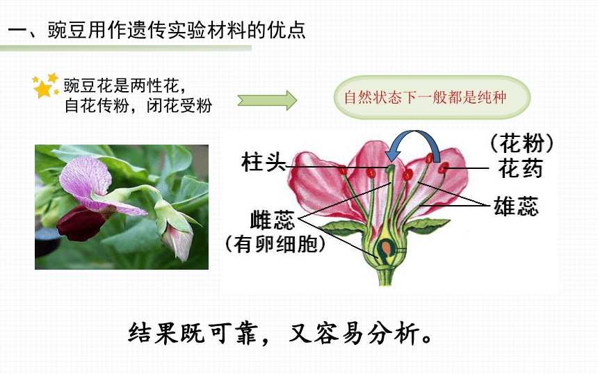 豌豆根茎叶结构图图片