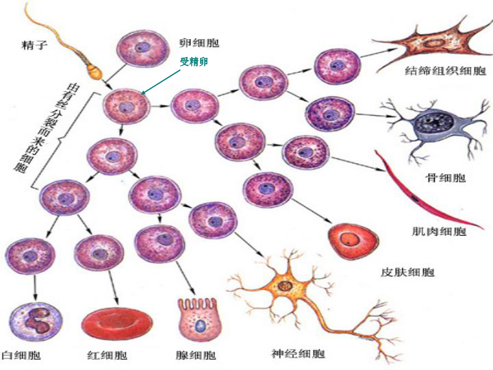 组织、器官和系统（课件 36PPT）