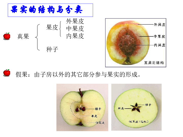 21果实和种子课件18张ppt