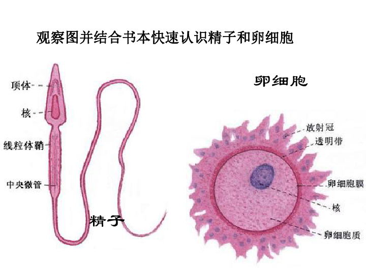 苏科版八年级上册生物  21.1人的生殖 课件  (30张PPT)