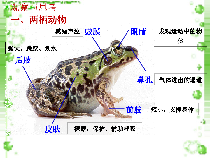 青蛙的身体结构图片