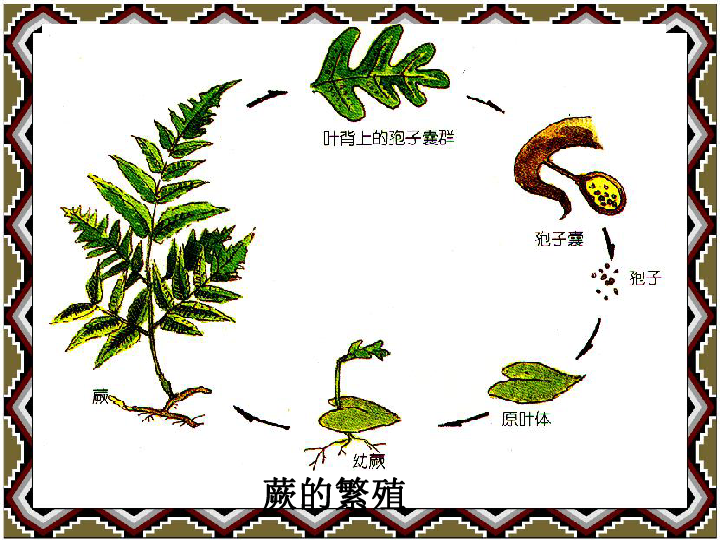 三年级下册科学课件-2.4《植物的多种繁殖方式 》2 北京课改版(共16张PPT)