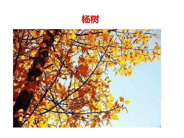 树叶变黄了 课件（12PPT）