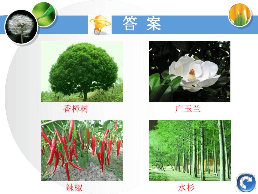 2016秋湘教版科学三上2.1《身边的植物》ppt课件