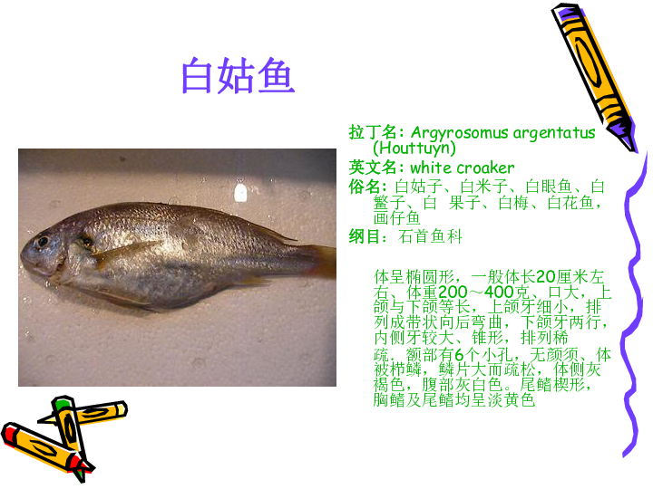 冀教版七上生物 4.6鱼类 课件  (30张PPT)