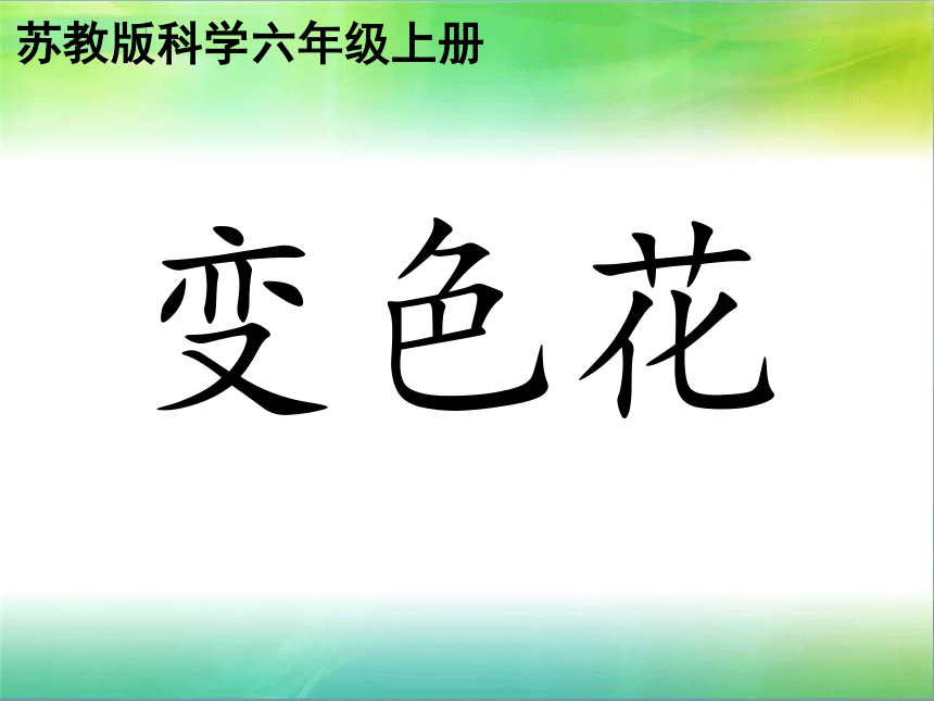 六年级上册科学课件-3.3 变色花苏教版 (共26张PPT)