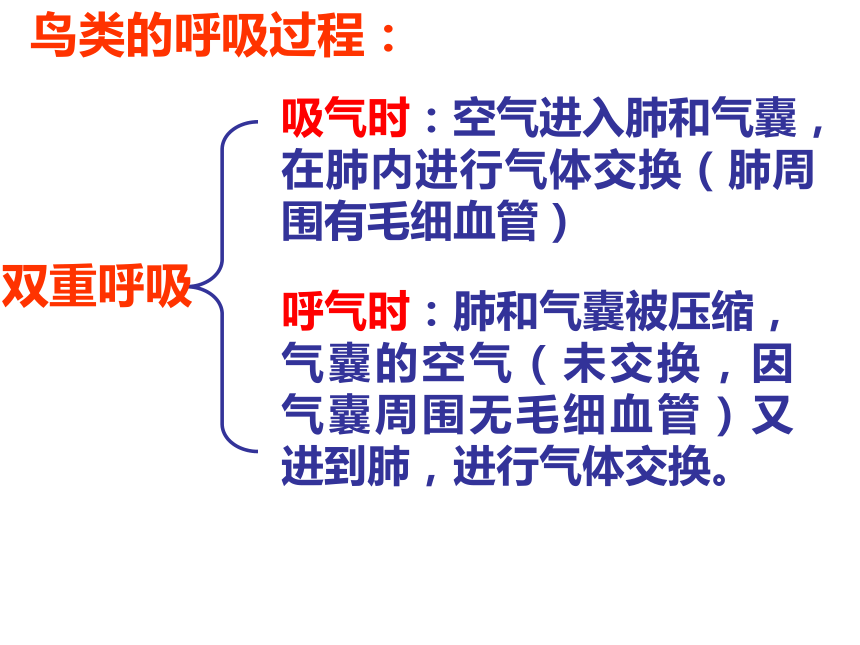 脊椎动物——鸟类