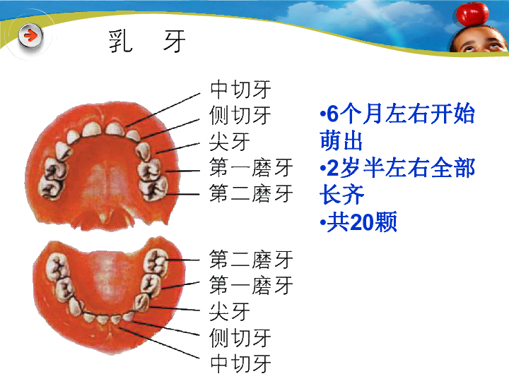 课件预览