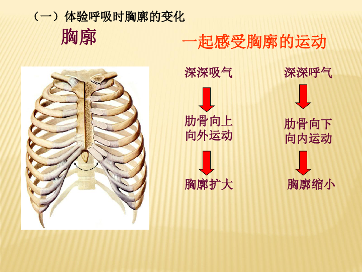 人教版生物七年级下册：4.3.2 发生在肺内的气体交换 课件 (共41张PPT)