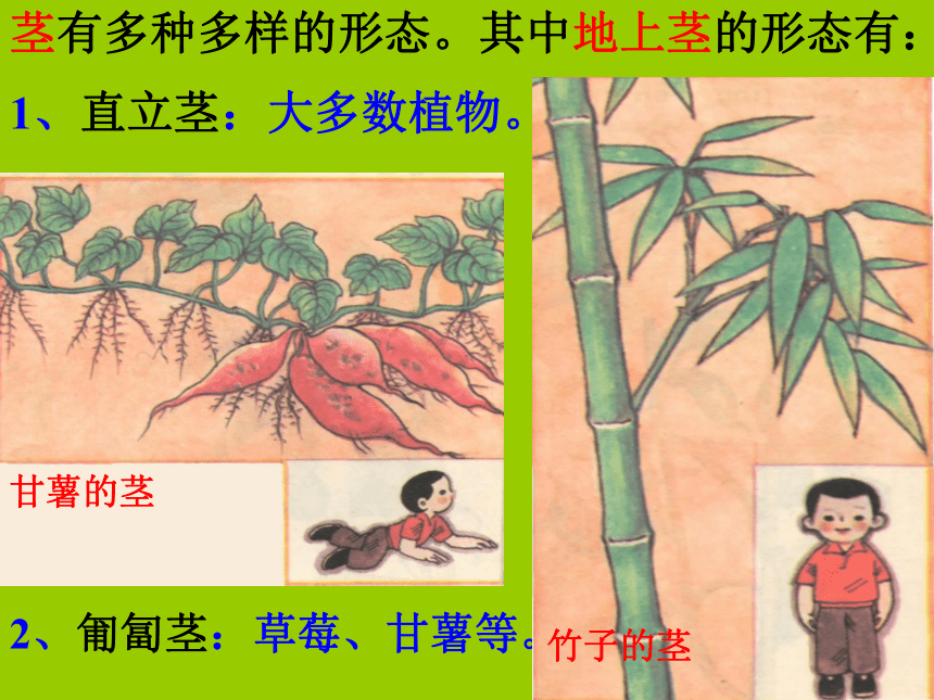 科学四年级上青岛版3.12植物的茎课件（26张)