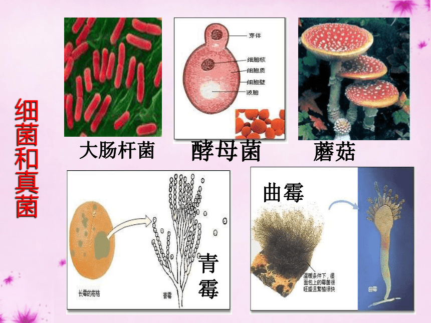 4.1细菌和真菌的分布 课件  (共35张PPT)