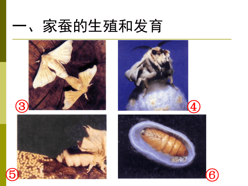 人教版八年级下册生物第七单元第一章第二节昆虫的生殖和发育 课件（共35张ppt）