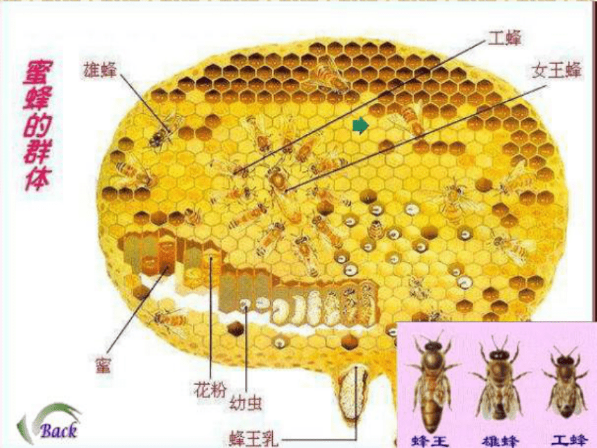 第三节  社会行为(82张ppt 3视频）