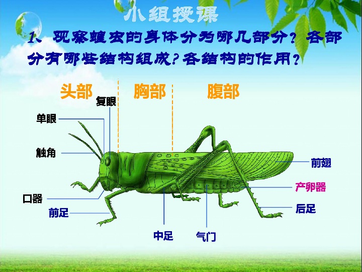蝗虫口器结构示意图图片