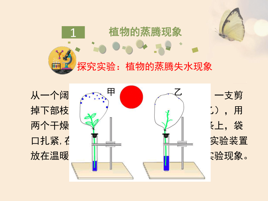 蒸腾作用初一图片