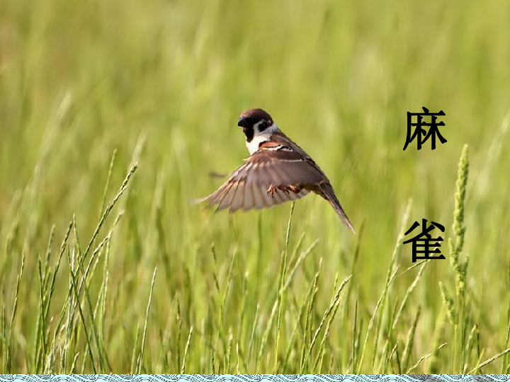 蜻蜓与麻雀课件 (共17张PPT)