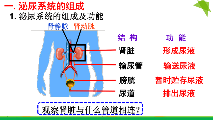 2021-2022学年鲁科版七年级生物上册4.5.1尿的形成和排出  课件(共21张PPT)