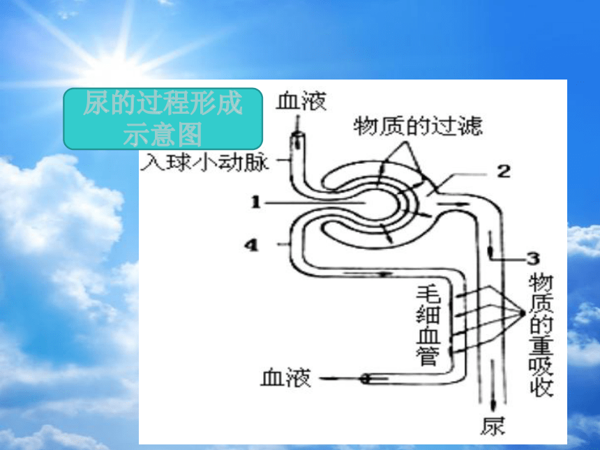 人教七下生物第四单元第五章人体内废物的排出PPT课件(共27张PPT)