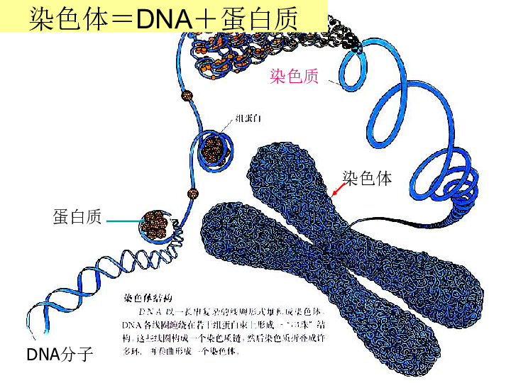 人教版高中生物必修二第3章第1节 DNA是主要的遗传物质 课件(共28张PPT)