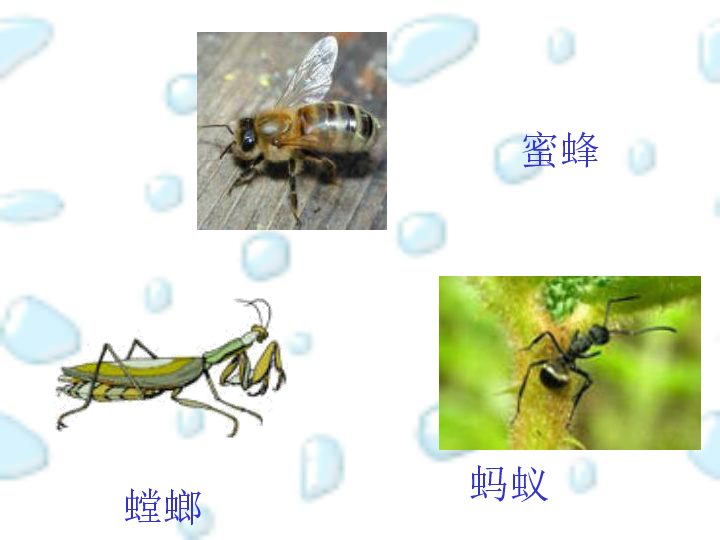 6.2昆虫保护宣传画 课件（13张幻灯片）