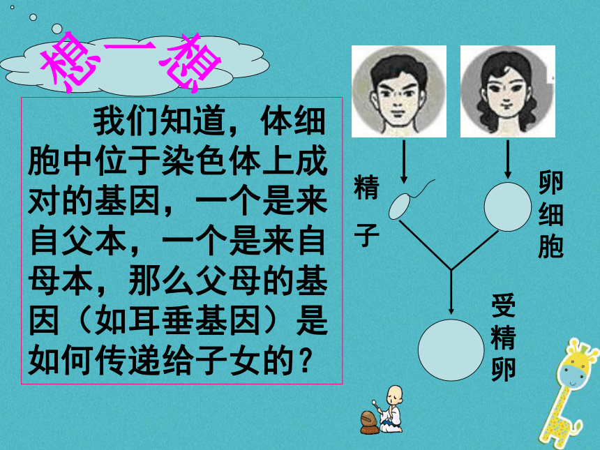 性状遗传有一定的规律性课件(31张）