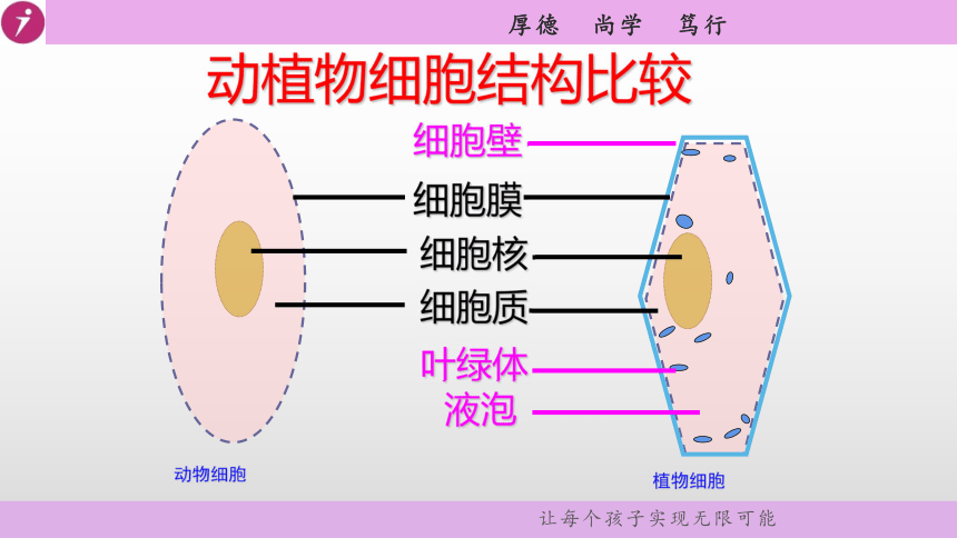 人教版七年级生物上册  第二单元第一章第四节 细胞的生活 教学课件（51张PPT）