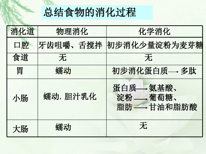 3營養物質的吸收和利用 課件(18張ppt)