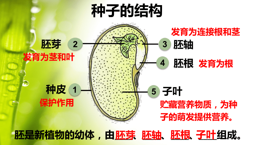 胚轴示意图图片