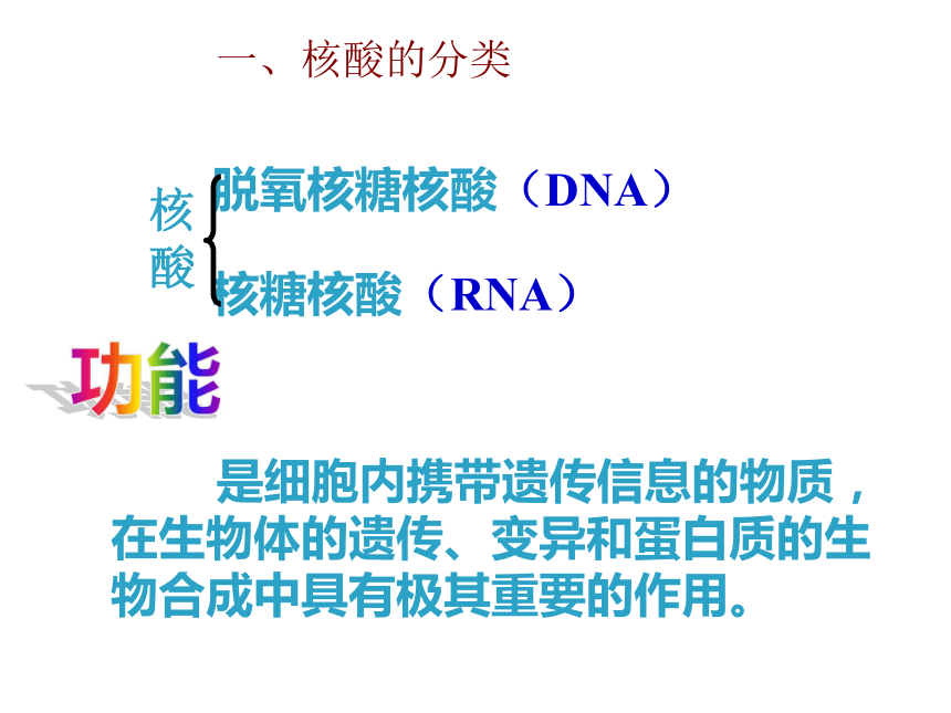 人教版生物必修一第二章第3节 遗传信息的携带者——核酸 （共11张PPT）