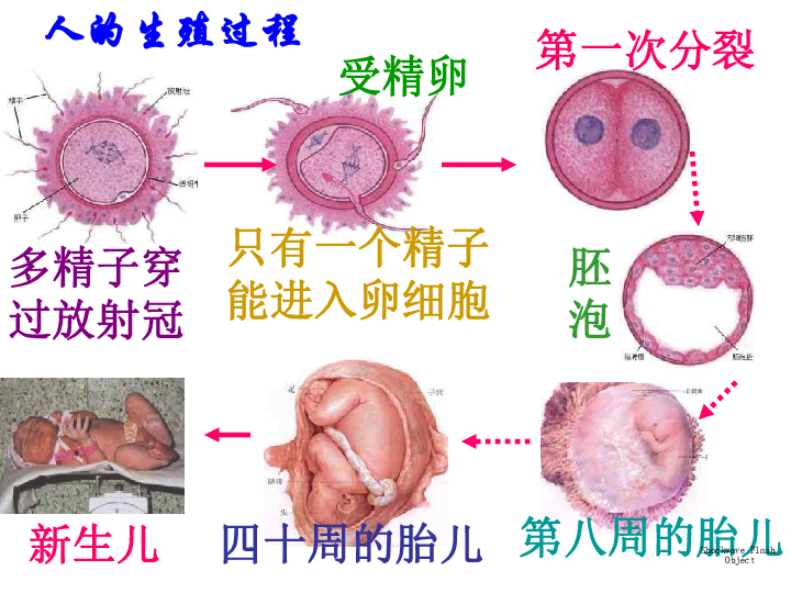 冀教版八下生物 6.1.3人的生殖和胚胎发育 课件（26张PPT）