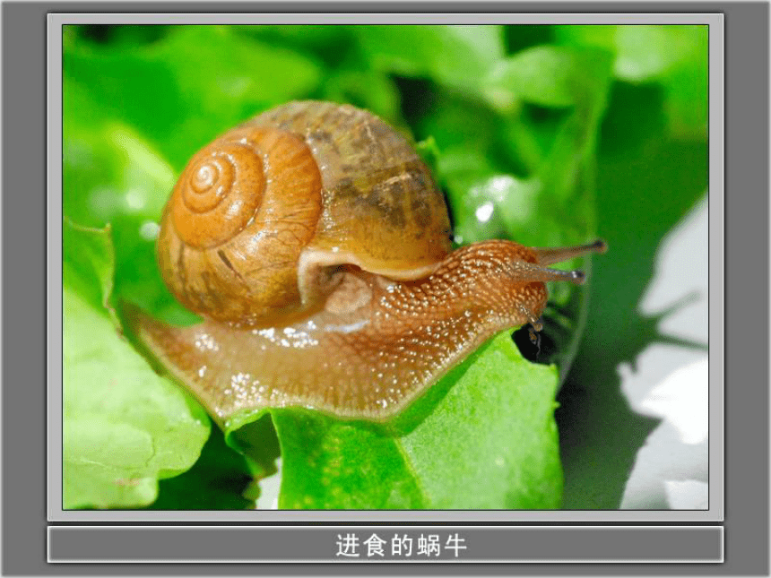 教科版科学三年级上册《2.3蜗牛（二）》课件