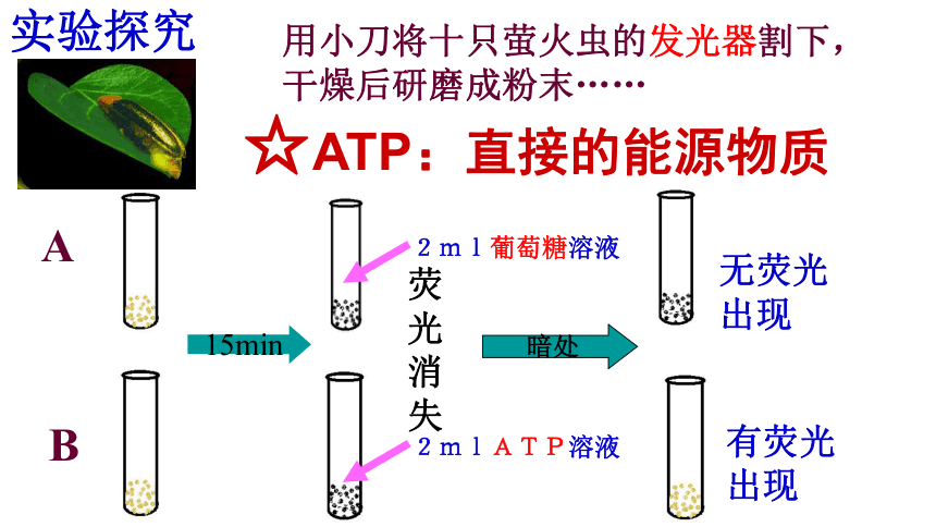 高中生物浙科版必修1 分子与细胞第三章 细胞的代谢第一节 细胞与能量课件（18张）