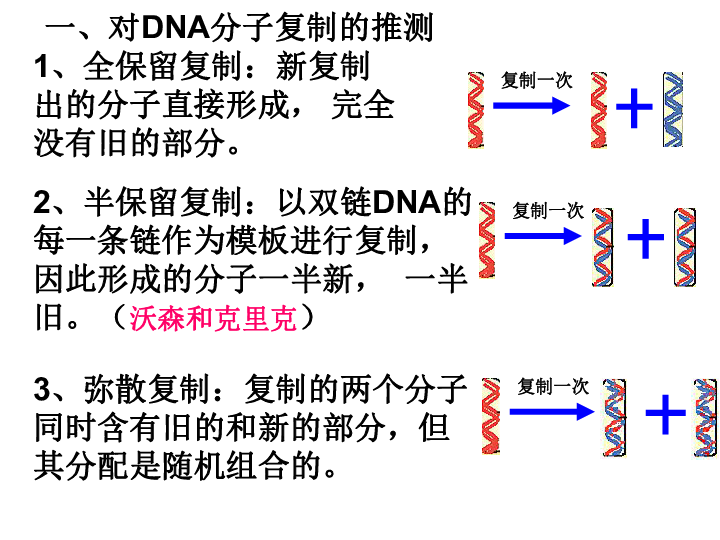 人教版高中生物必修二课件：3.3 DNA的复制 (共27张PPT)