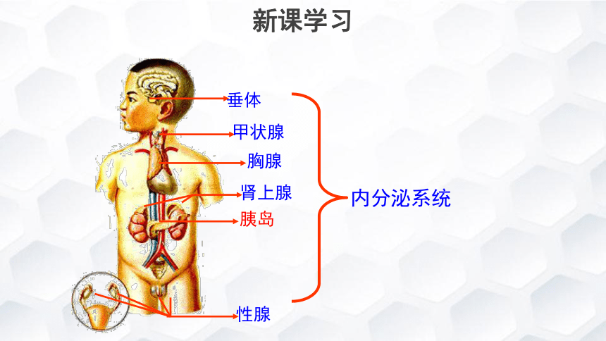 3《高等動物的內分泌系統與體液調節》課件(31張)