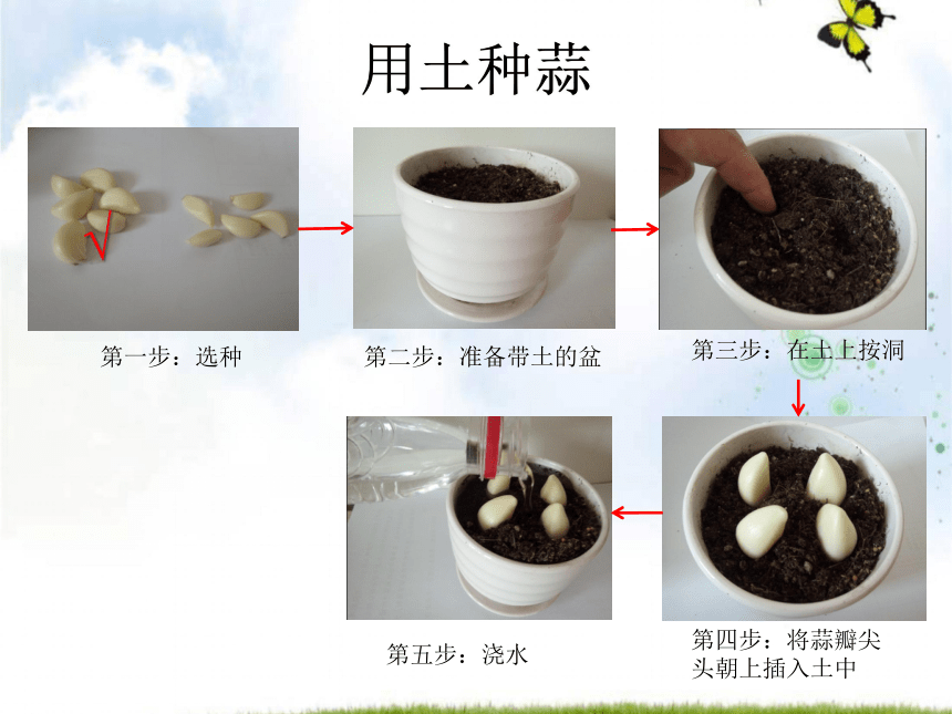 9种大蒜课件13张ppt