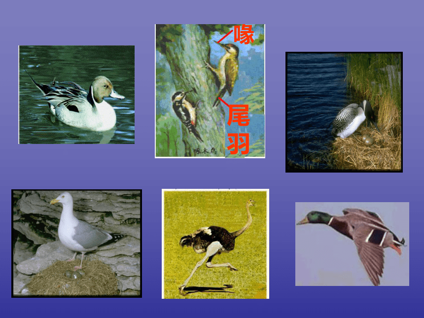 科学六年级上冀教版1.3鸟类动物的特征课件5