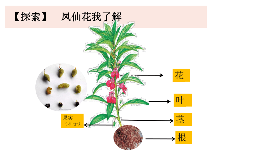 七彩凤仙花的生长过程图片
