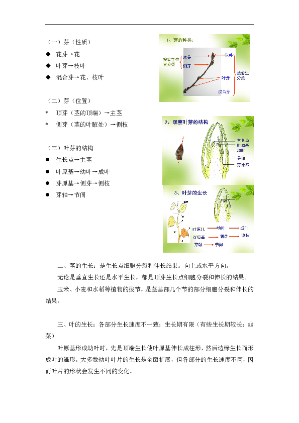 北师大版七年级生物上册第3单元第6章《第2节 营养器官的生长——茎、叶的生长》教学设计