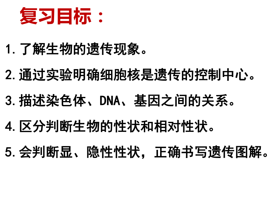 济南版八年级生物中考复习生物的遗传和变异复习一课件（17张ppt）