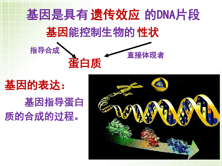 人教版生物必修2遗传与进化2.4.1基因指导蛋白质的合成（共34页）