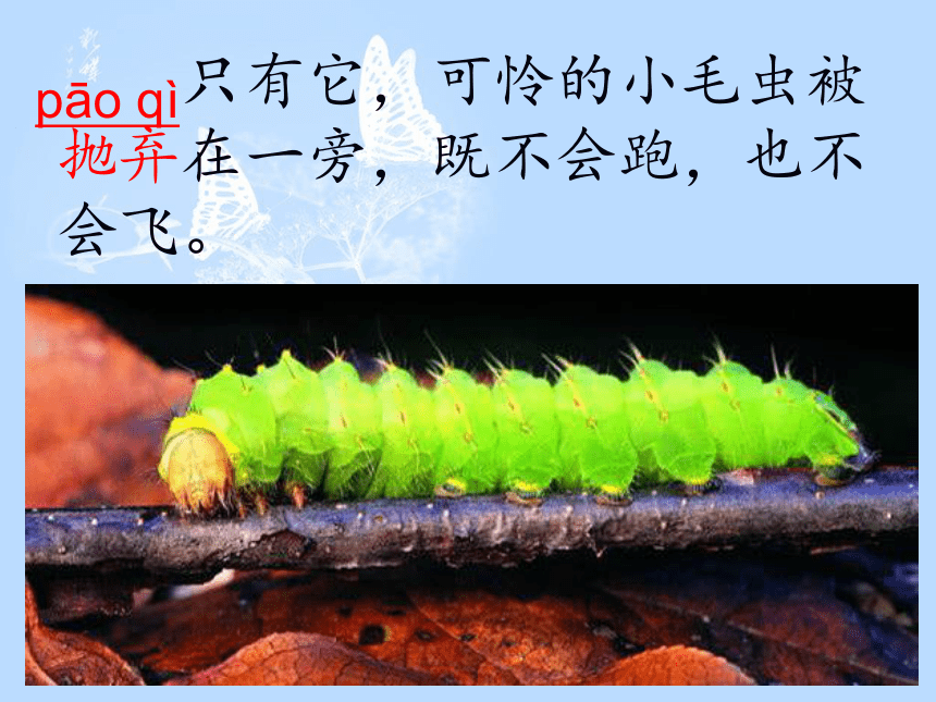 语文五年级下新教版（汉语）16《小毛虫》课件（43张）